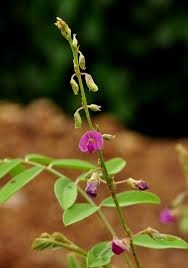 Image result for Tephrosia purpurea