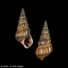 Image result for Costularia