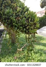 Jump to navigation jump to search. Pokok Duitduit Known Dragon Scales Epiphyte Stock Photo Edit Now 1011328837