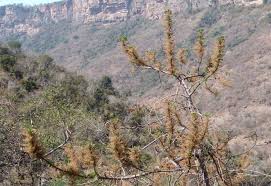 Image result for Obetia tenax