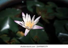 Image result for Nymphaea heudelotii