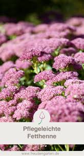 Purpur Fetthenne Blutentraum Im Herbst Garten Fetthenne Und Pflegeleichter Garten