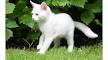 List of White Cat Breeds With Pictures - Petsworld