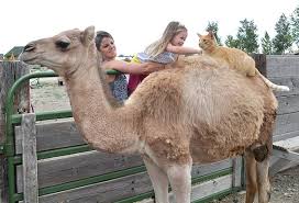 Hi im at sand grain bazaar on the stable keeper and he is not giving me a quest to get the camel im 57. Carrie The Camel Arrowhead Alpacas Owners Raising Camel East Of Powell Powell Tribune