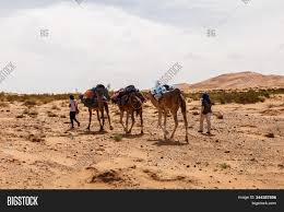 Bactrian camels with two humps and two coats of hair were commonly used on the silk road to carry goods. Camels Caravan Sahara Image Photo Free Trial Bigstock