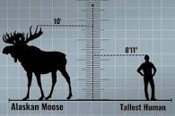 Image result for picture of a moose standing next to an adult human