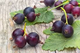 Image result for jostaberry