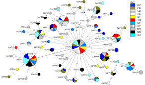 With the headquarter and r&d. Recent Population Expansion Of Longtail Tuna Thunnus Tonggol Bleeker 1851 Inferred From The Mitochondrial Dna Markers Peerj