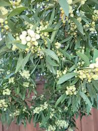 Image result for Acacia melanoxylon