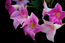 Image result for dipladenie sanderi obrázek