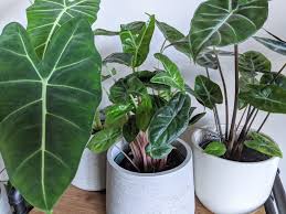 Indoor gardens store locations with over 35,000 square feet of retail space, indoor gardens is ohio's largest hydroponics store. Alocasia Alley Frydek Ivory Ebony Got All 3 From A Local Plant Store Indoorgarden