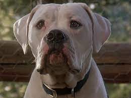 The incredible journey movie script by caroline thompson on scripts.com. Chance Homeward Bound Wiki Fandom