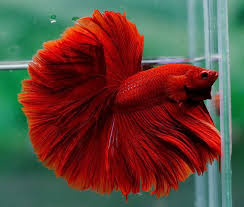 Dsc02769 Pet Fish Beautiful Fish Betta Fish