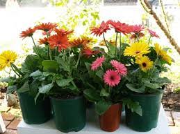 Glorious Gerbera Daisies Gerbera Daisy Gerbera Most Beautiful Gardens
