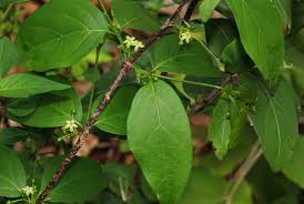 Image result for Rytigynia sp. C