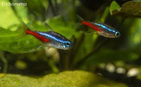 Neon Tetra Ultimate Care Guide For Your Multi Colored Buddy