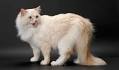 Ragamuffin Cat Breed - Facts and Personality Traits | Hill ...