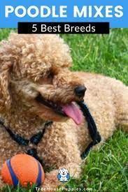 5 Best Poodle Mixes Treehousepuppies Poodle Mix Breeds Mixed Breed Puppies Poodle Mix