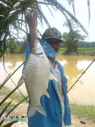 Setahu memerang ikan lampam ada dua jenis iaitu lampam jawa dan ikan lampam jawa ekor merah. Resepi Ikan Lampam Jawa