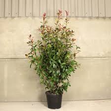Once in autumn and again in spring, fertilize after pruning. Photinia Red Robin 120 150cm 15l Pot Hedges Direct Uk