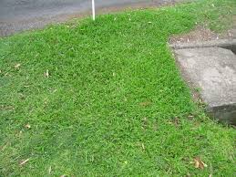 Image result for Paspalum conjugatum