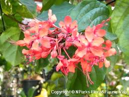 Image result for Clerodendrum splendens