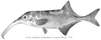 Baby Whale Brienomyrus Brachyistius Better Know A Fish