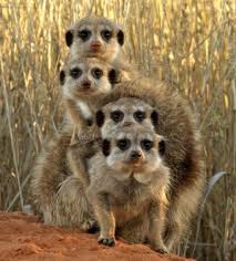 Memoirs Of A Wolf Named Spiked Punch Ooh Shiny Cute Animals African Animals Animal Pictures