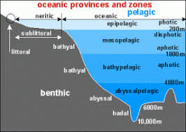 Module 13 The Epipelagic Zone Ocean Littoral Open Ocean