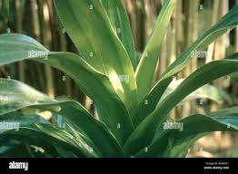 Image result for Pandanus candelabrum