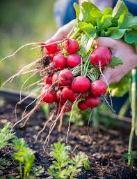 The Best Carrot Companion Plants For Your Garden
