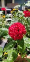 Image result for Pentadesma reyndersii