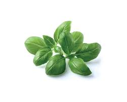 Usually they are fully grown in. Basil 3 Pack Plant Pods For Smart Garden Grow Store