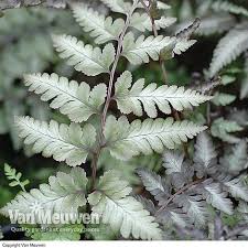 Image result for Athyrium newtonii