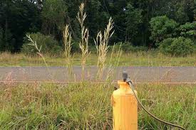 Image result for Andropogon gayanus