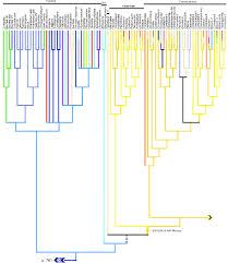 Image result for Calostephane