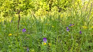 Image result for Emilia violacea