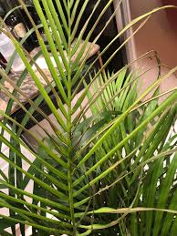 Areca palms are slow to moderate growers for sun or shade and can reach heights of 15 to 20 feet. My Areca Palm Is Dying Gardening Landscaping Stack Exchange