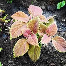 Image result for Coleus maculosus