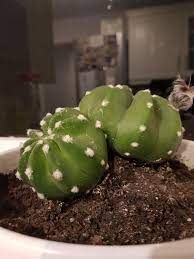 Groom woolly hairs on your old man of the andes cactus like you would your own! Why Does My Cactus Have A Hair Ball Cactus