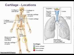 Cartilage And Functions Of The Skeletal System 1 Cartilage Body Systems Hyaline Cartilage