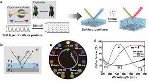 Maybe you would like to learn more about one of these? Color Generation Of The Hydrogel Interferometer A Animals Change Download Scientific Diagram