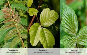 Poison Ivy Poison Oak And Poison Sumac What Are The Differences Poison Oak Poison Oak Rash Pictures Poison Ivy Treatment