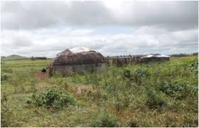 Image result for Haplocoelum foliolosum