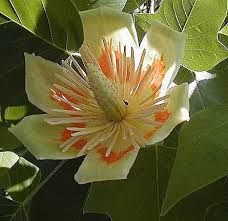 Flowering trees that grow in tennessee. The Tennessee State S Tree This Is A Flower Of A Tulip Poplar Tree Fiori Colori