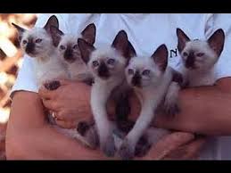 Free kittens for adoption near me. Siamese Kittens Siamese Kittens For Sale Youtube