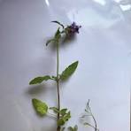 Help identifying native plants from North Jersey sale