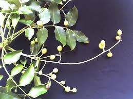 Image result for Ekebergia capensis