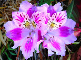 Woodbridge, va florist | brandon's flowers provides same day flower delivery on stunning flower arrangements for all occasions, celebrate florals with bouquets, long stem roses, garden roses, birthdays, mothers day, love and romance, funeral flowers, sympathy, prom flowers, plants, dish gardens, and much more in woodbridge, va 22191, and surrounding areas! Flowers That Mean Friendship