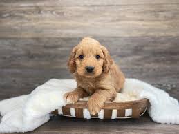 Maybe you would like to learn more about one of these? Pin On Dogs